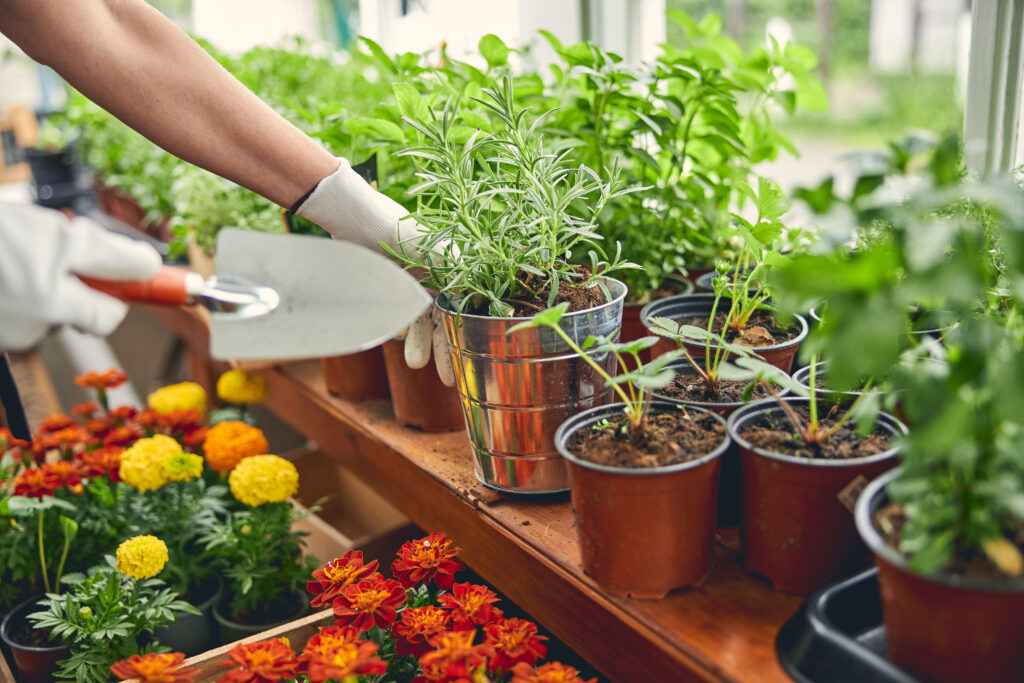 Professional horticulturist replanting the seedlings in a nursery