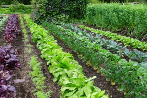 A row of organic vegetable garden under the sun